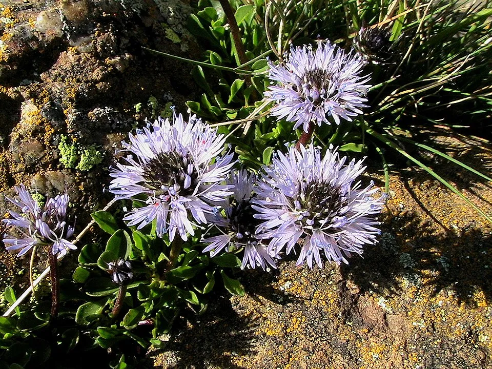 Kúszó gubóvirág / Globularia repens
