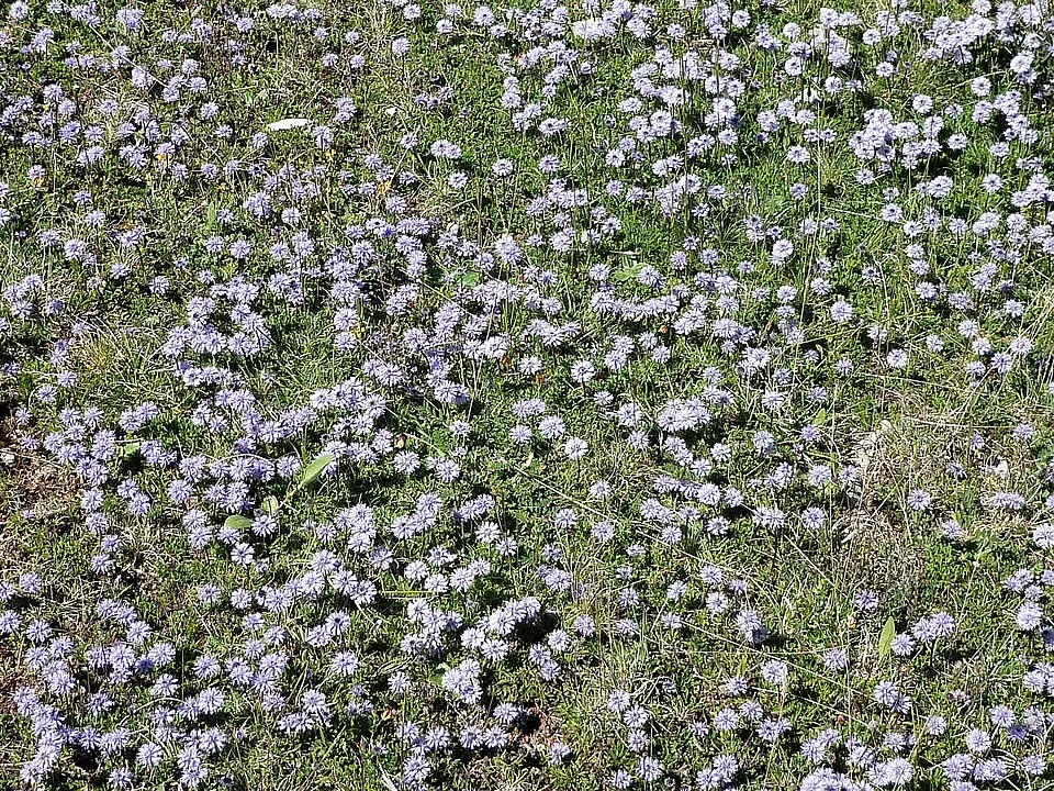 Kúszó gubóvirág / Globularia repens