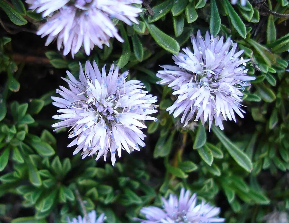 Kúszó gubóvirág / Globularia repens