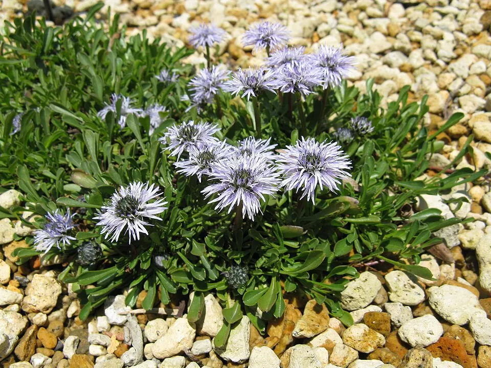 Kúszó gubóvirág / Globularia repens