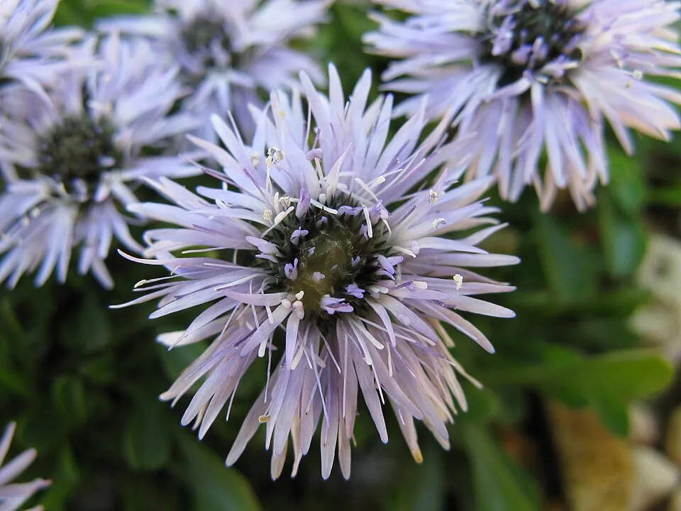 Kúszó gubóvirág / Globularia repens