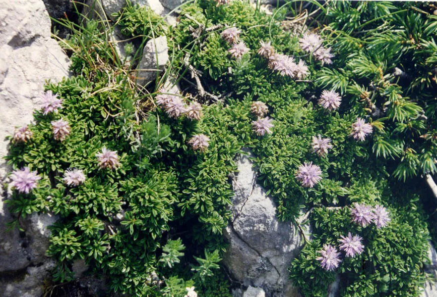 Kúszó gubóvirág / Globularia repens