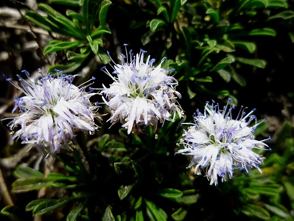 Kúszó gubóvirág / Globularia repens