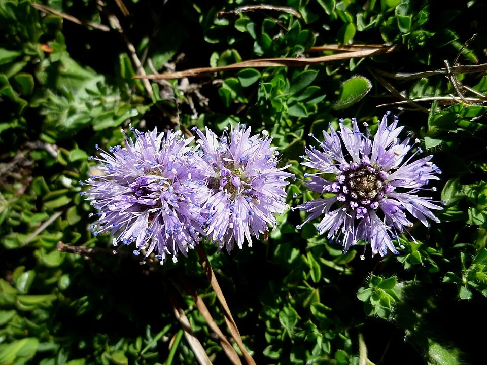 Kúszó gubóvirág / Globularia repens