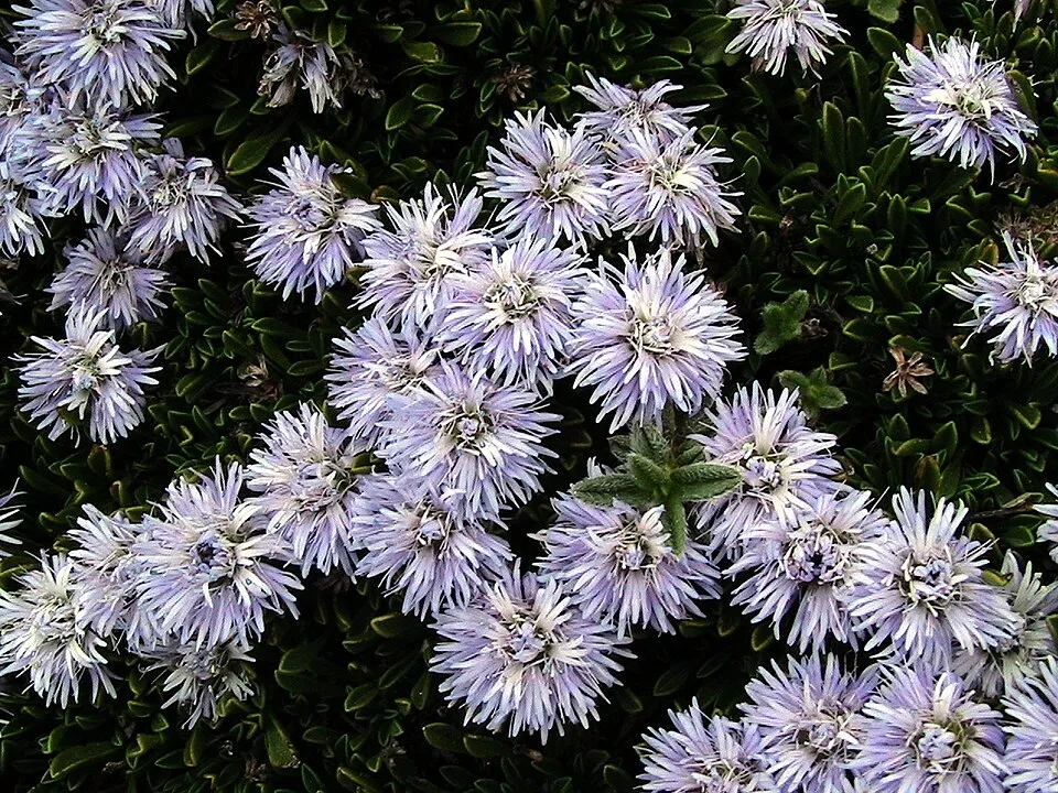 Kúszó gubóvirág / Globularia repens