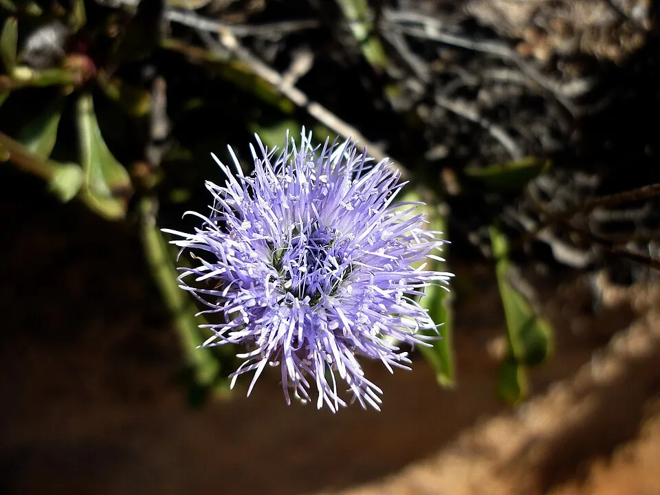 Kúszó gubóvirág / Globularia repens