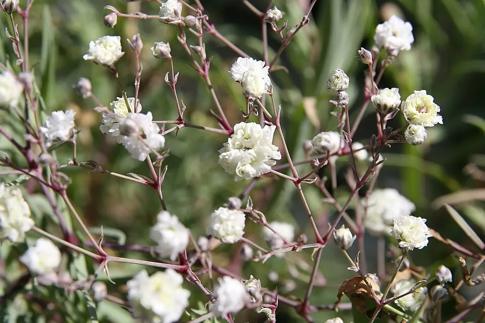 Boglyas fátyolvirág / Gypsophila paniculata 'Bristol Fairy'