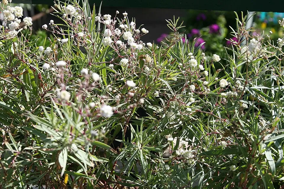 Boglyas fátyolvirág / Gypsophila paniculata 'Bristol Fairy'