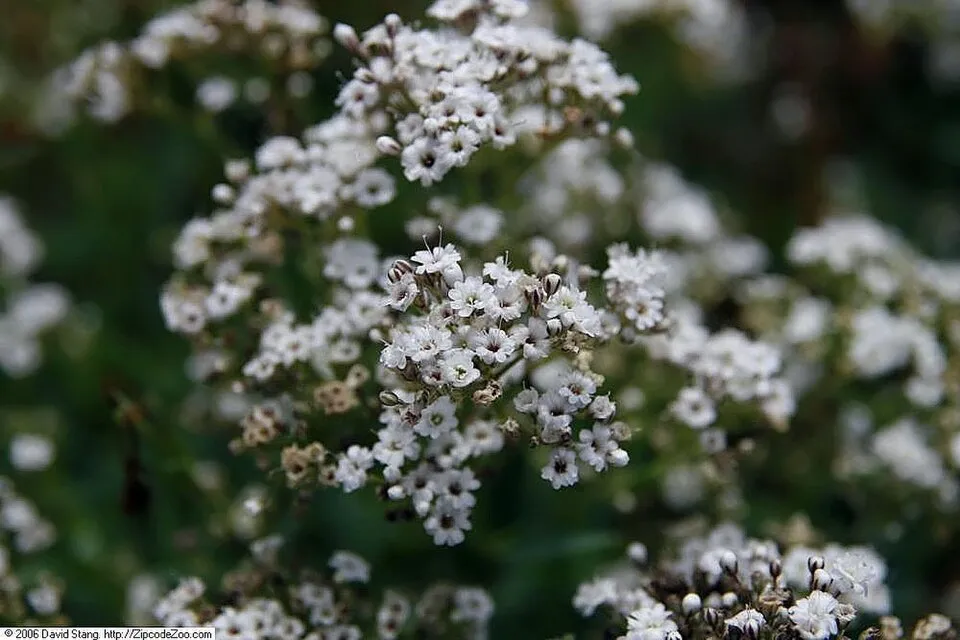 Buglyos fátyolvirág / Gypsophila paniculata FESTIVAL 'White Flare'