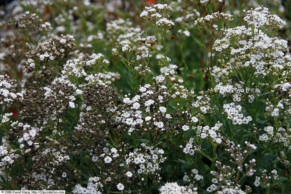 Buglyos fátyolvirág / Gypsophila paniculata FESTIVAL 'White Flare'