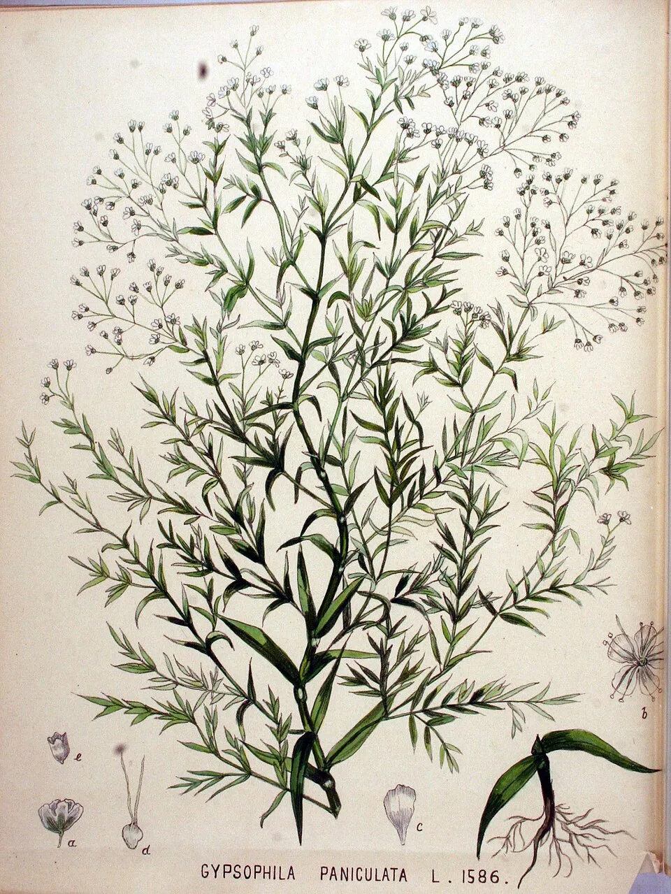 Buglyos fátyolvirág / Gypsophila paniculata FESTIVAL 'White Flare'
