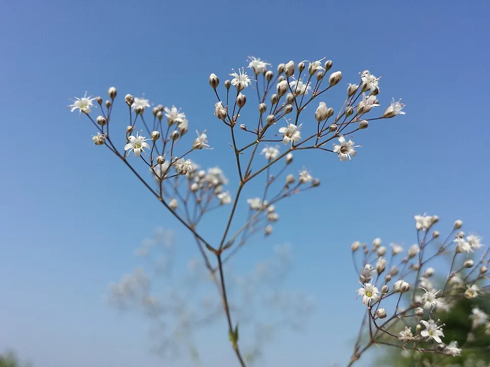 Buglyos fátyolvirág / Gypsophila paniculata FESTIVAL 'White Flare'