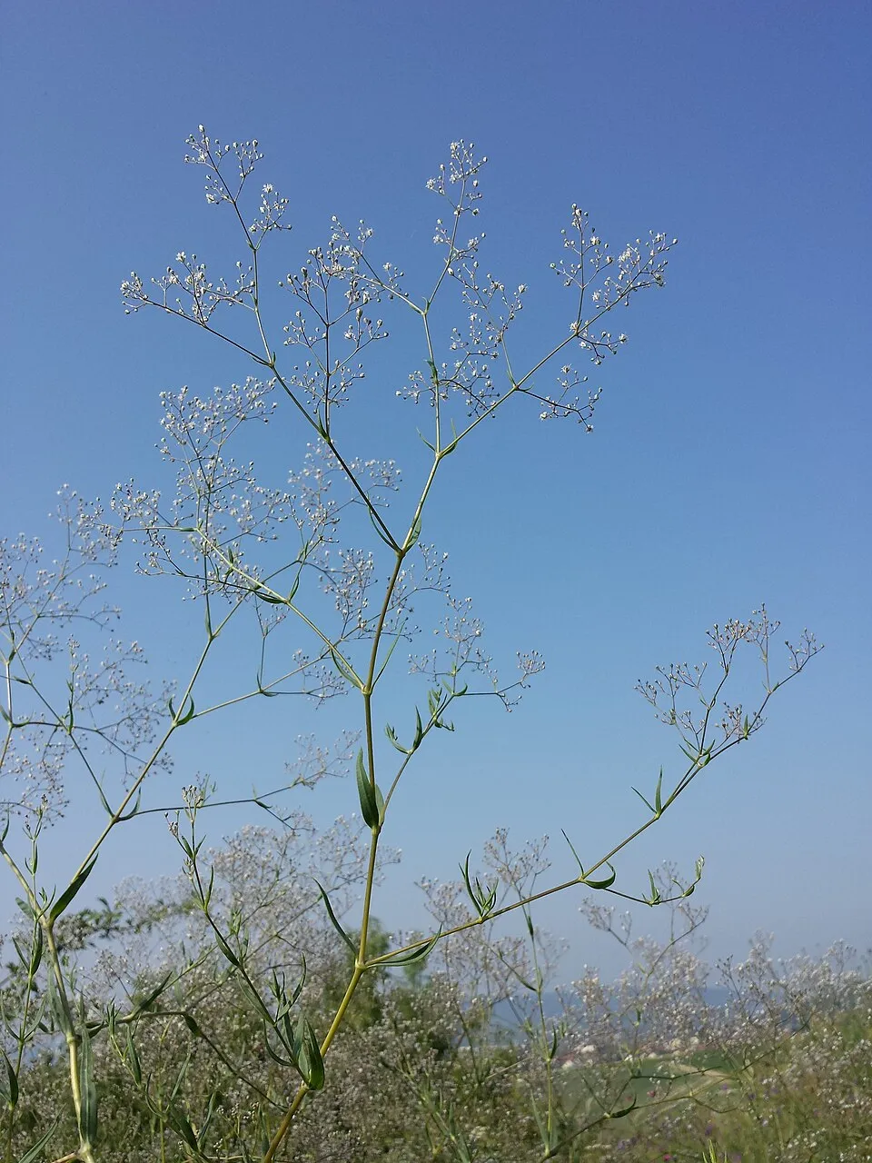 Buglyos fátyolvirág / Gypsophila paniculata FESTIVAL 'White Flare'