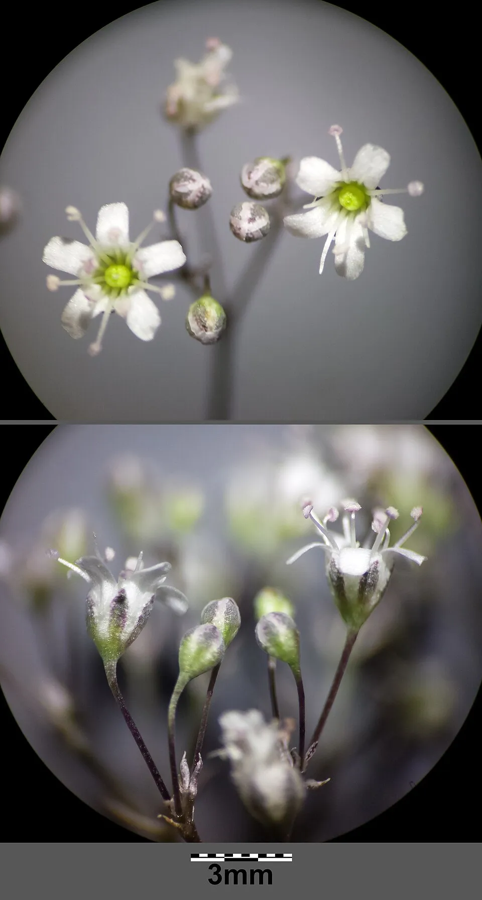 Boglyas fátyolvirág / Gypsophila paniculata 'Summer Sparkles'