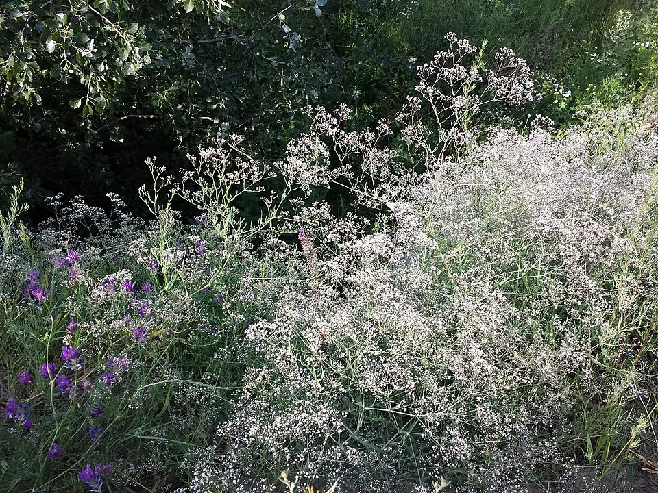 Boglyas fátyolvirág / Gypsophila paniculata 'Summer Sparkles'