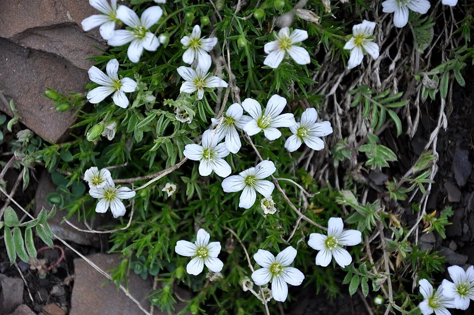 Havasi fátyolvirág / Gypsophila repens 'Knuddel'