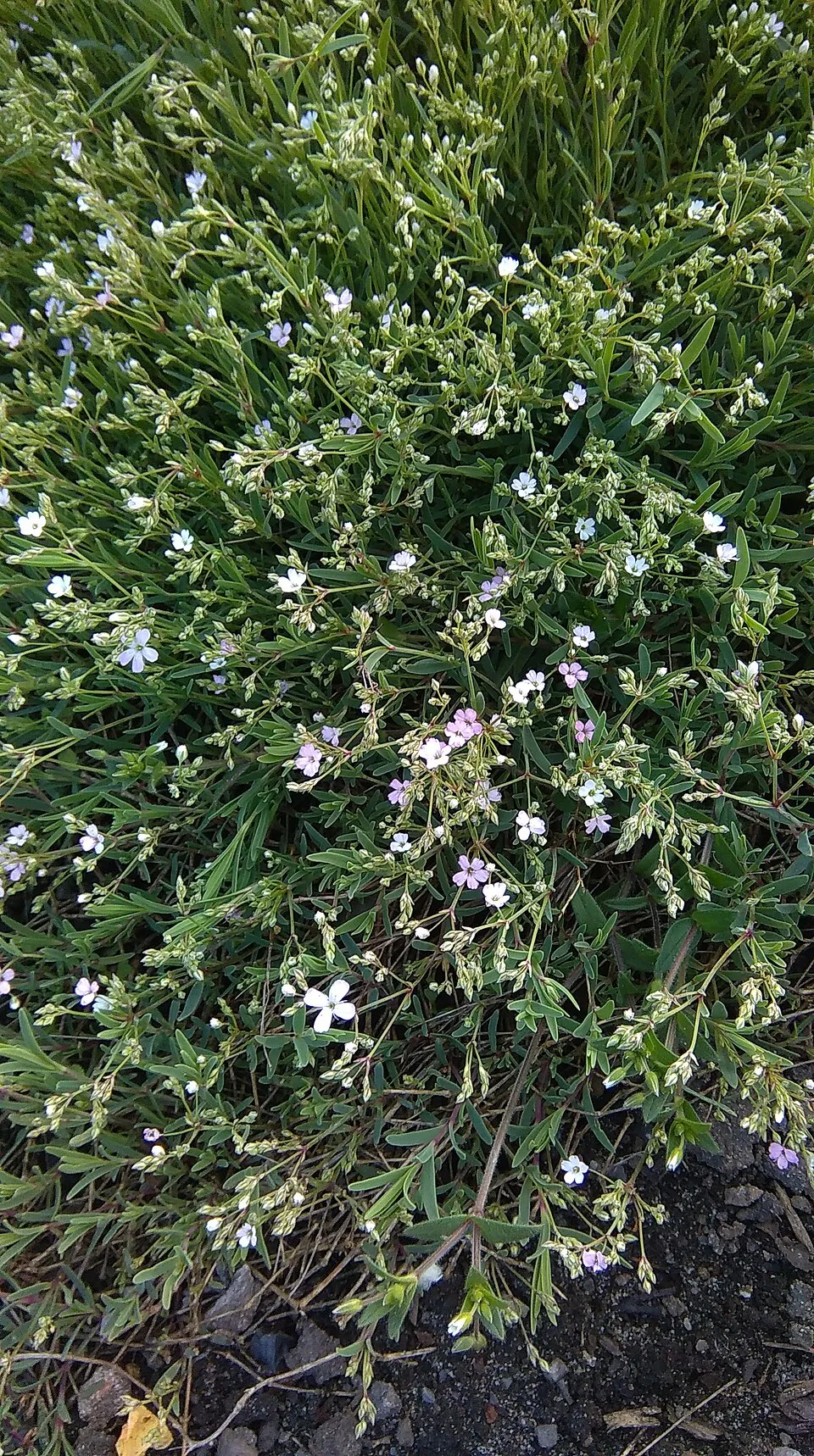 Havasi fátyolvirág / Gypsophila repens 'Knuddel'