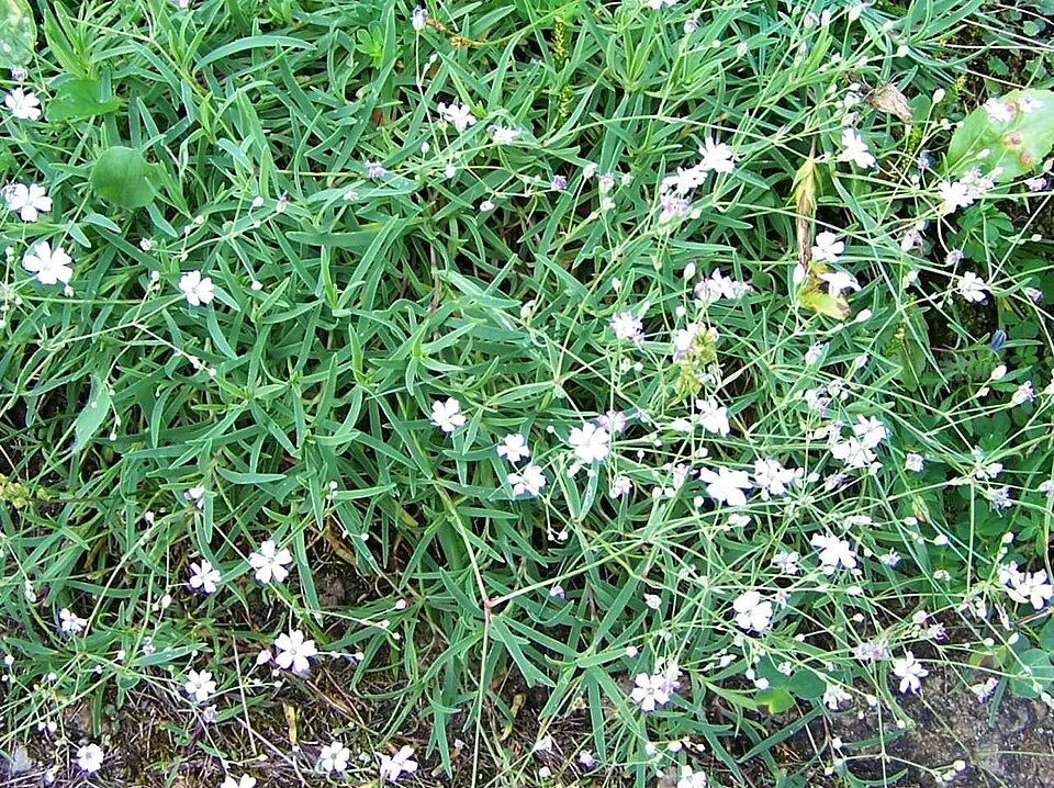 Havasi fátyolvirág / Gypsophila repens 'Knuddel'