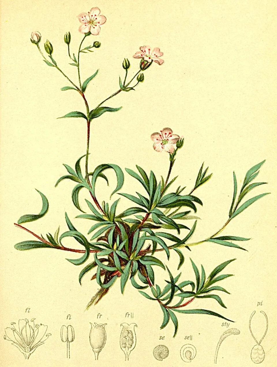 Havasi fátyolvirág / Gypsophila repens 'Knuddel'