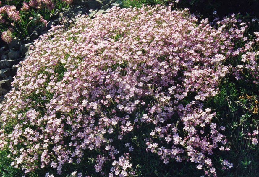 Havasi fátyolvirág / Gypsophila repens 'Knuddel'