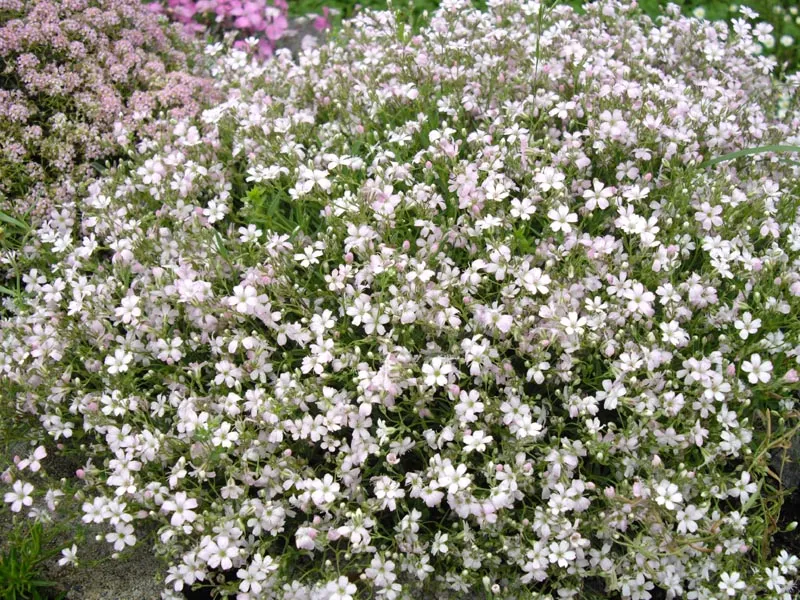 Havasi fátyolvirág / Gypsophila repens 'Knuddel'