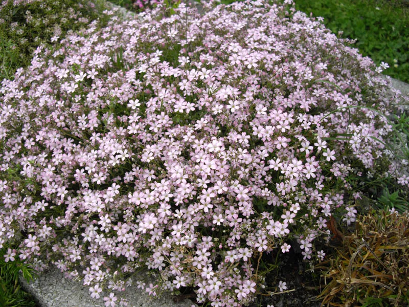 Havasi fátyolvirág / Gypsophila repens 'Knuddel'