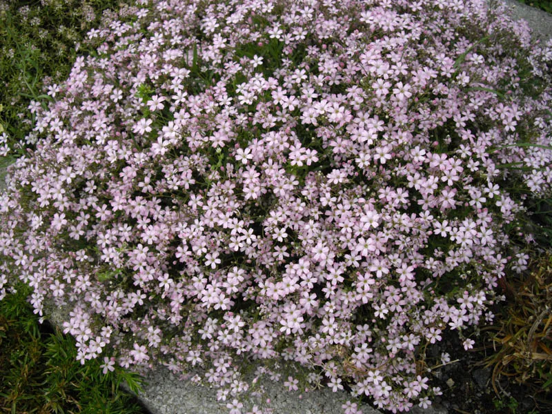 Havasi fátyolvirág / Gypsophila repens 'Knuddel'