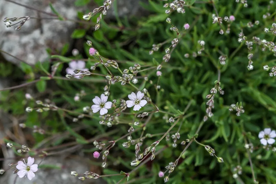 Havasi fátyolvirág / Gypsophila repens 'Knuddel'