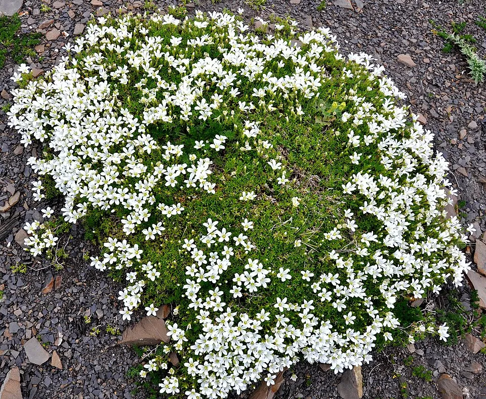 Havasi fátyolvirág / Gypsophila repens 'Knuddel'