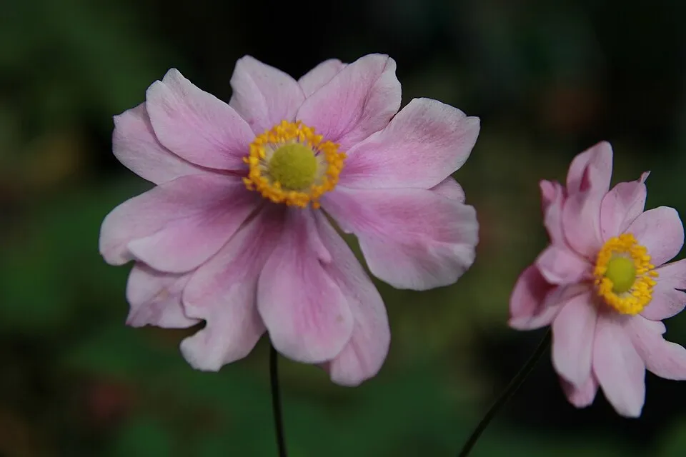 Hibrid szellőrózsa / Anemone × hybrida 'Honorine Jobert'