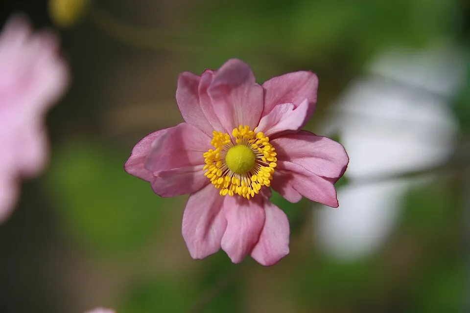 Hibrid szellőrózsa / Anemone × hybrida 'Honorine Jobert'