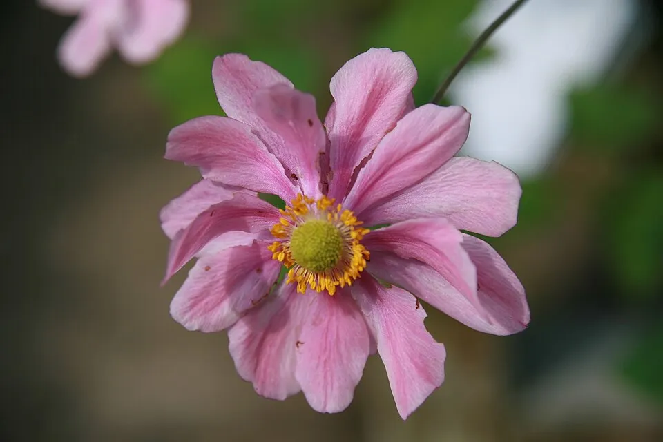 Hibrid szellőrózsa / Anemone × hybrida 'Honorine Jobert'