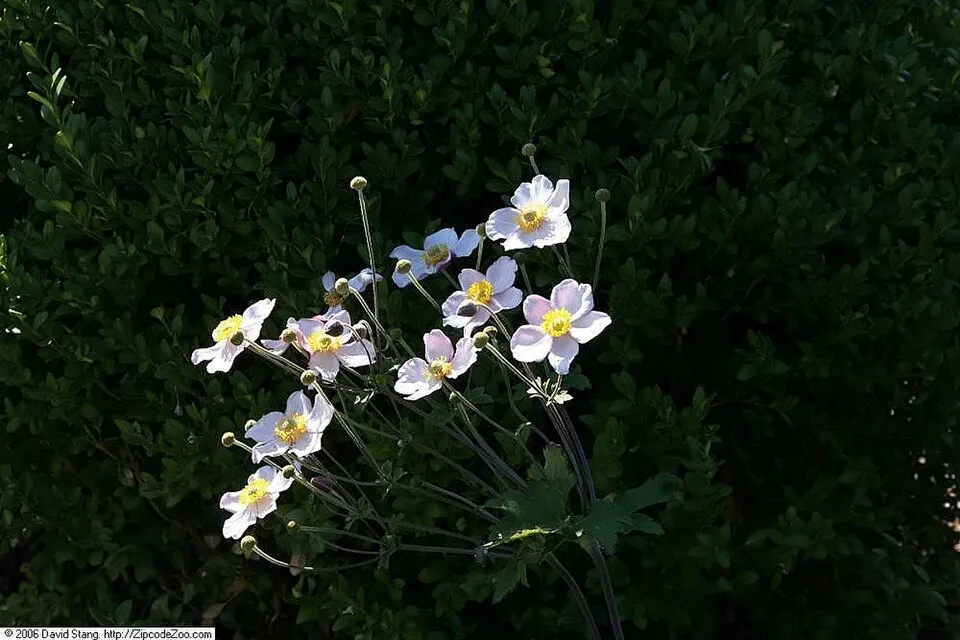 Hibrid szellőrózsa / Anemone × hybrida 'Honorine Jobert'