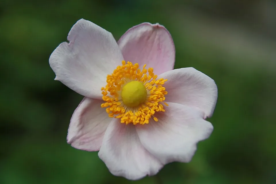 Hibrid szellőrózsa / Anemone × hybrida 'Honorine Jobert'