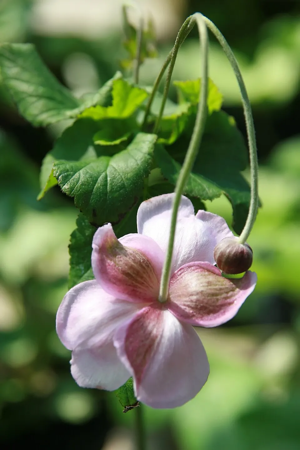 Hibrid szellőrózsa / Anemone × hybrida 'Honorine Jobert'