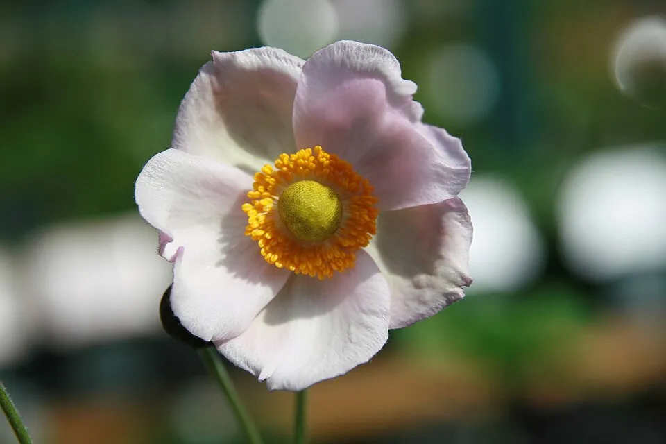 Hibrid szellőrózsa / Anemone × hybrida 'Honorine Jobert'