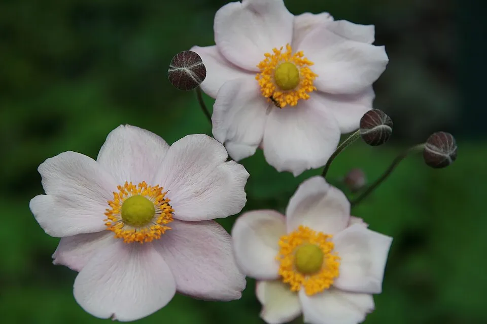 Hibrid szellőrózsa / Anemone × hybrida 'Honorine Jobert'