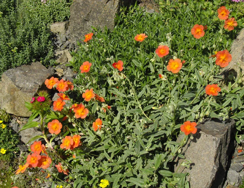 Napvirág / Helianthemum 'Fire Dragon'