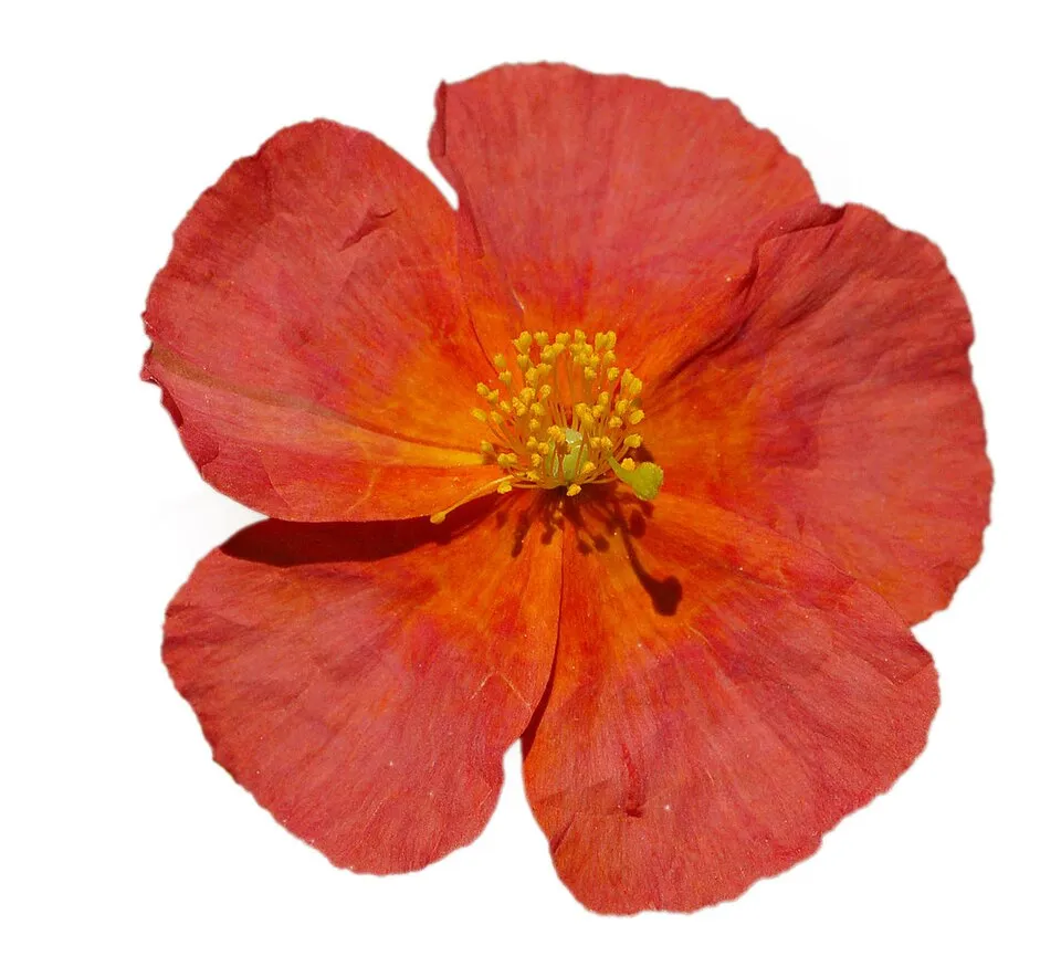 Napvirág / Helianthemum 'Fire Dragon'