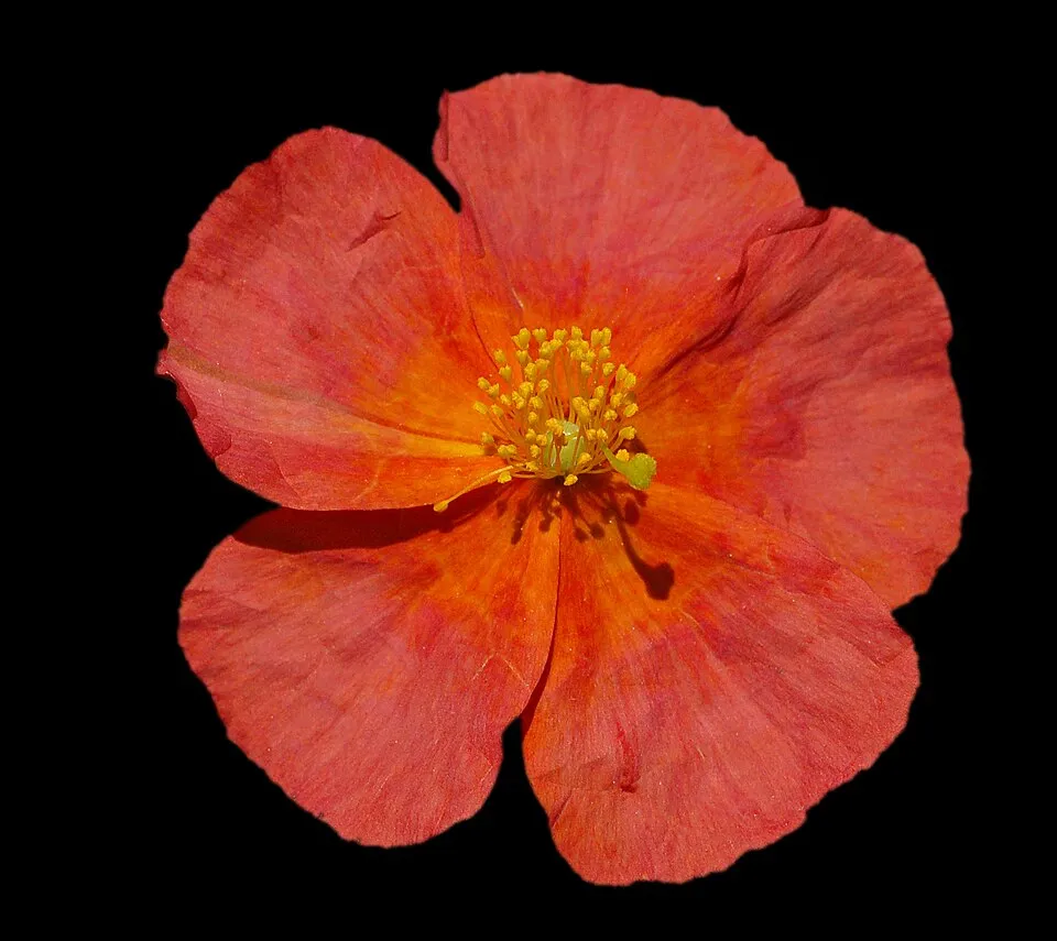 Napvirág / Helianthemum 'Fire Dragon'