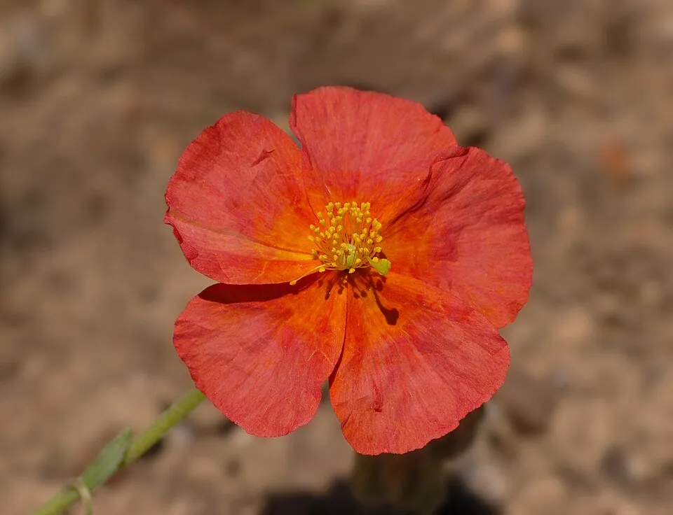 Napvirág / Helianthemum 'Fire Dragon'