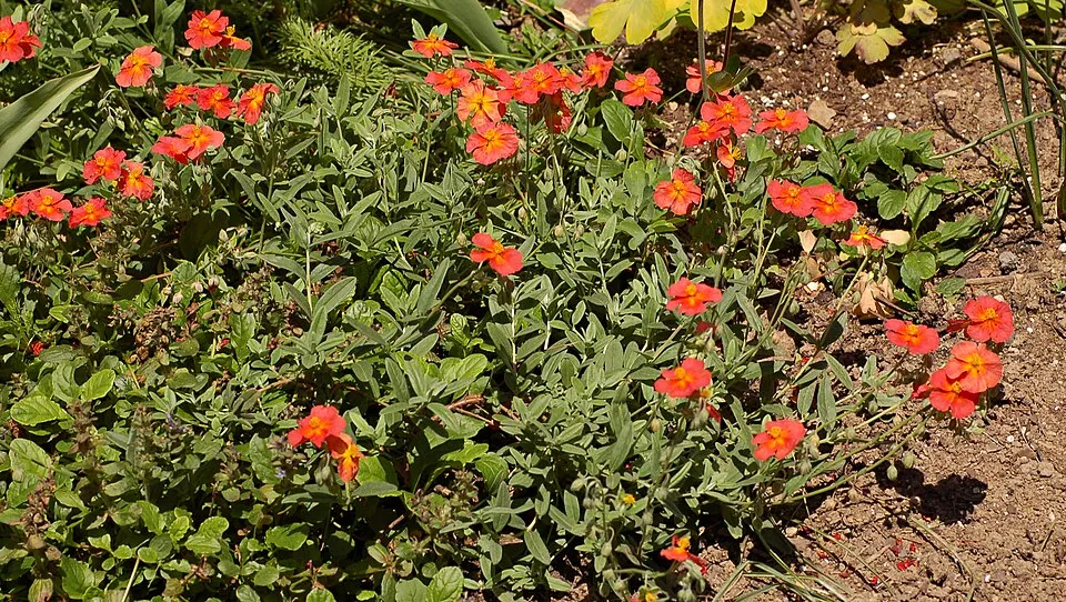 Napvirág / Helianthemum 'Fire Dragon'