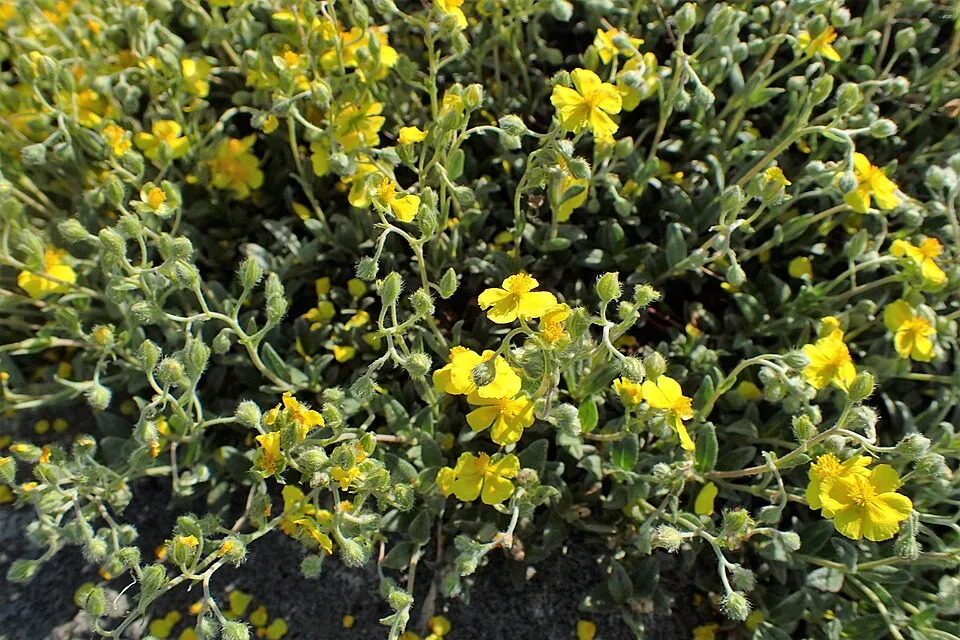 Napvirág / Helianthemum scardicum