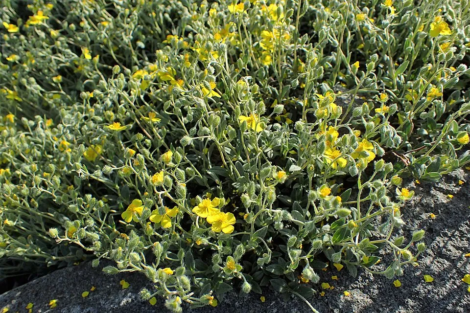Napvirág / Helianthemum scardicum
