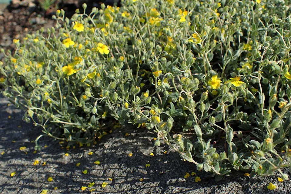 Napvirág / Helianthemum scardicum