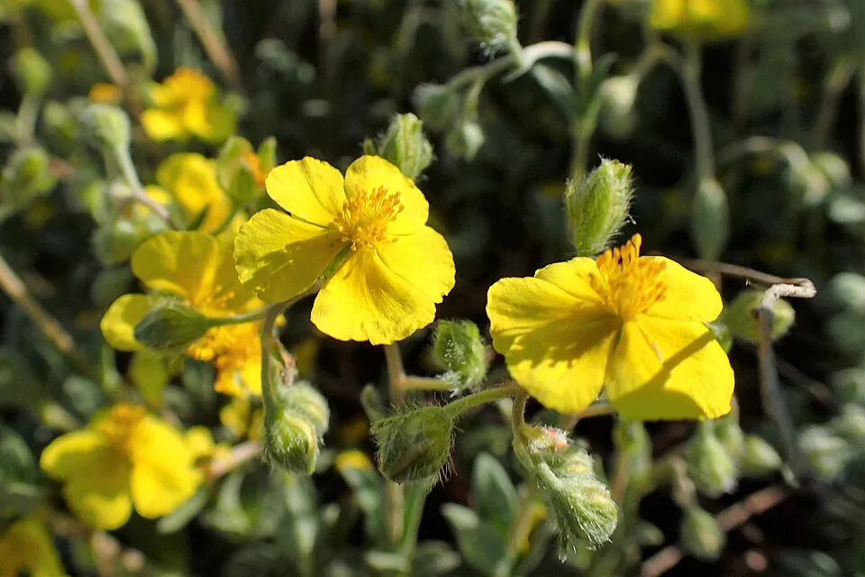 Napvirág / Helianthemum scardicum