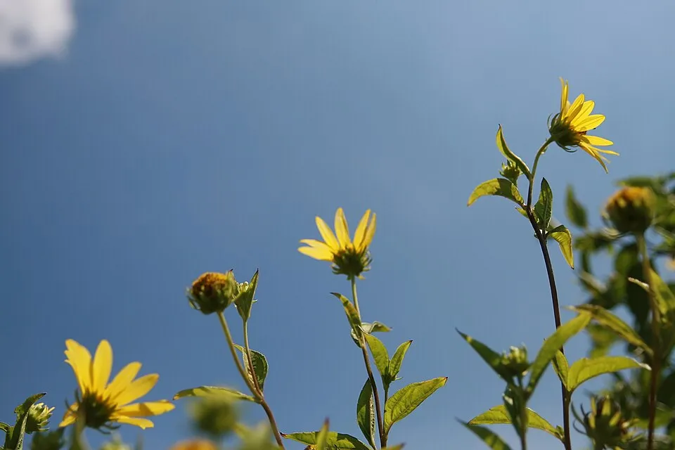 Napraforgó / Helianthus microcephalus 'Lemon Queen'