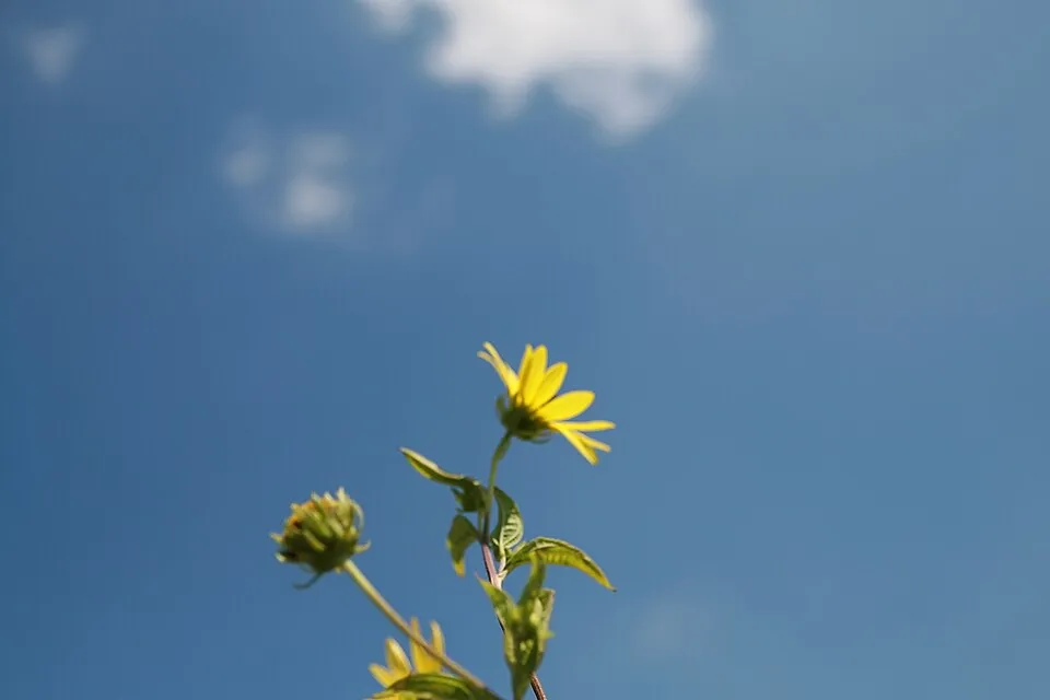 Napraforgó / Helianthus microcephalus 'Lemon Queen'