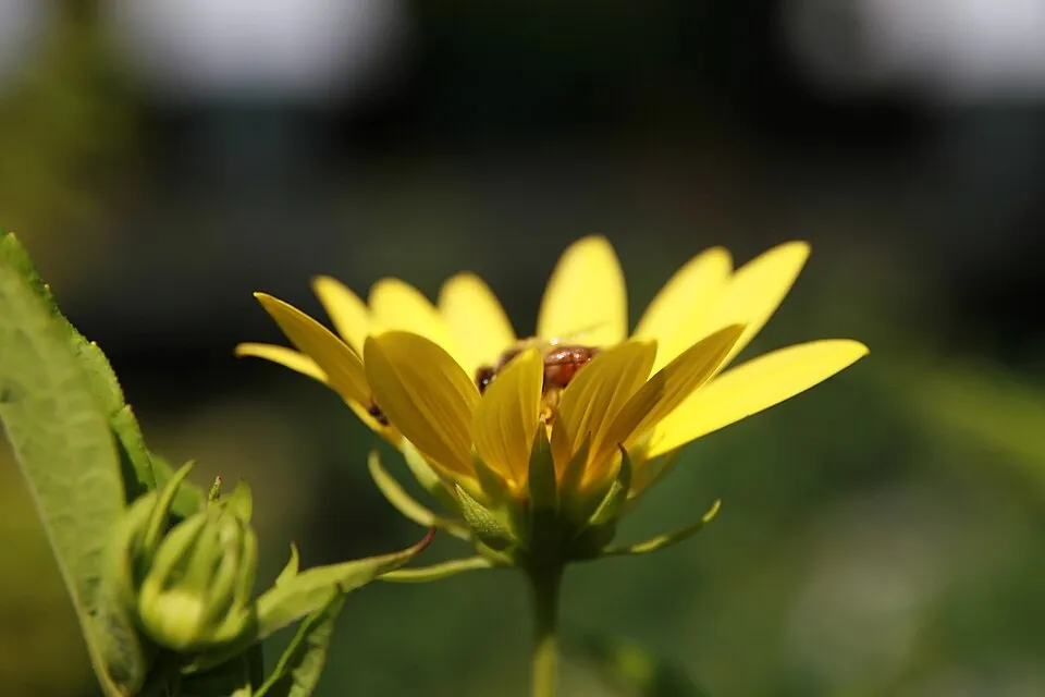 Napraforgó / Helianthus microcephalus 'Lemon Queen'