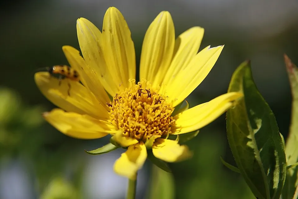 Napraforgó / Helianthus microcephalus 'Lemon Queen'